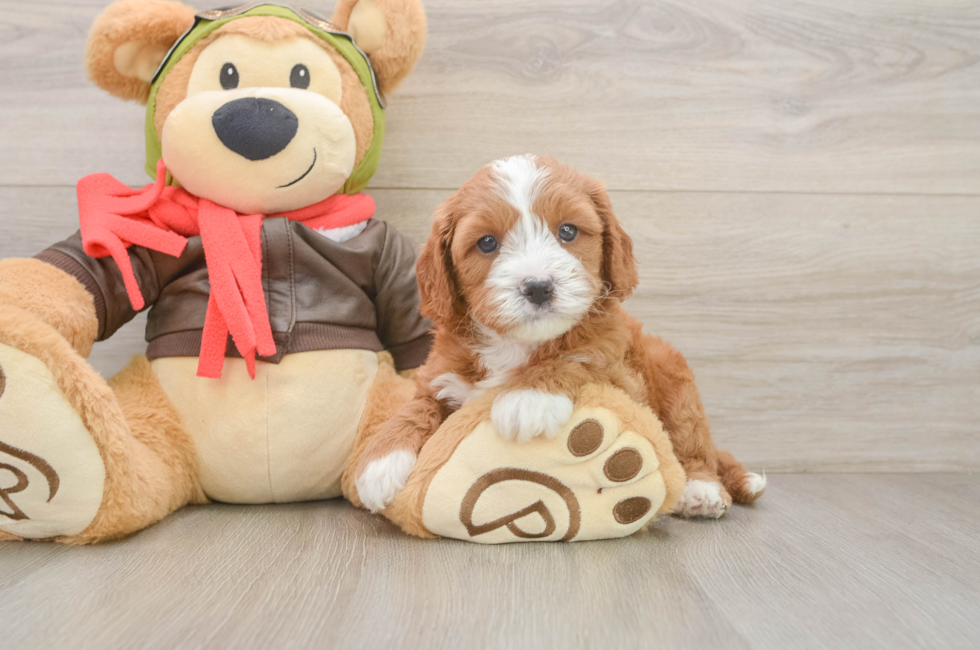 5 week old Cavapoo Puppy For Sale - Puppy Love PR