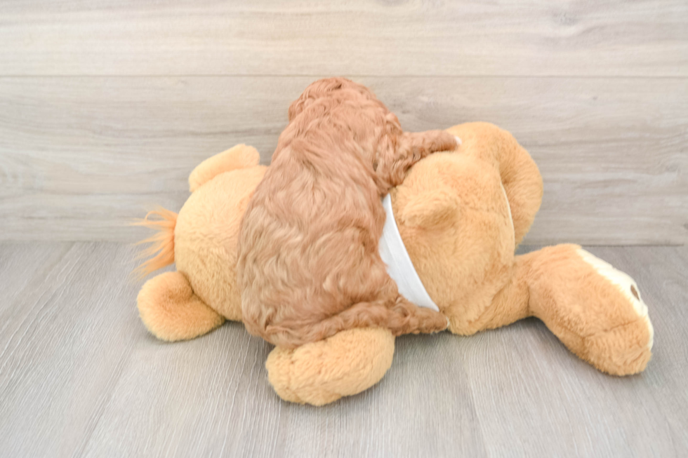 Cavapoo Puppy for Adoption