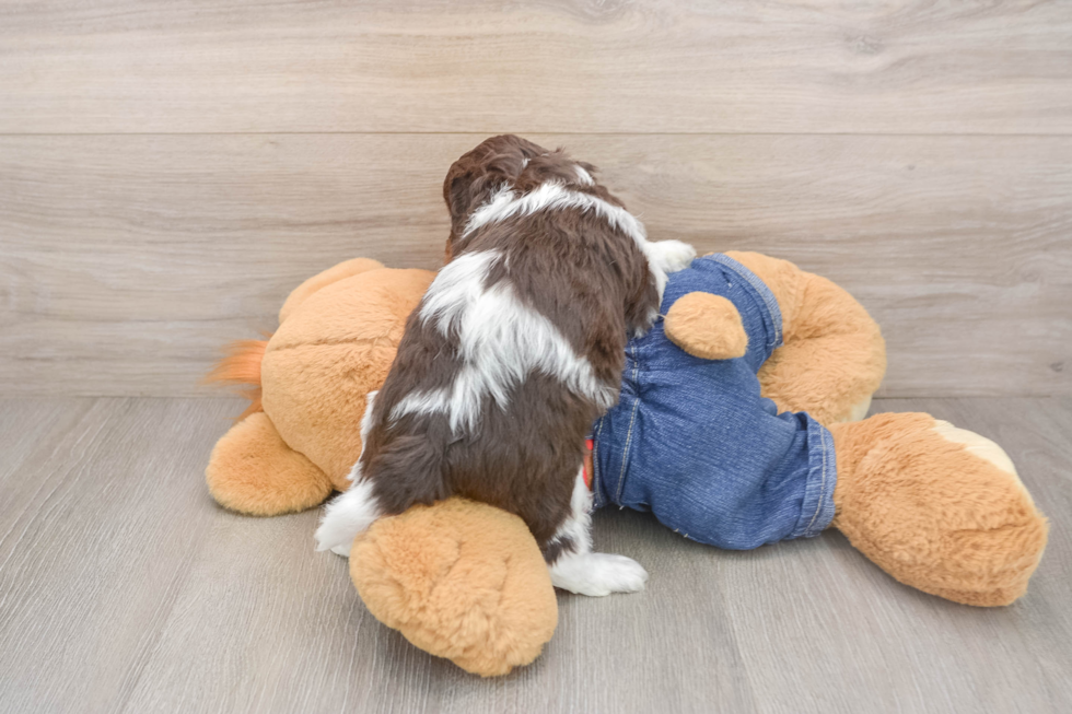 Adorable Cavalier King Charles Spaniel and Poodle Mix Poodle Mix Puppy