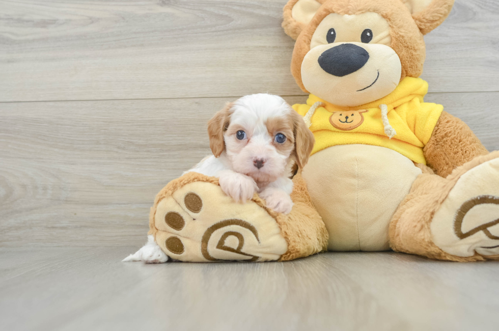 8 week old Cavapoo Puppy For Sale - Puppy Love PR