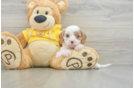 Cavapoo Puppy for Adoption