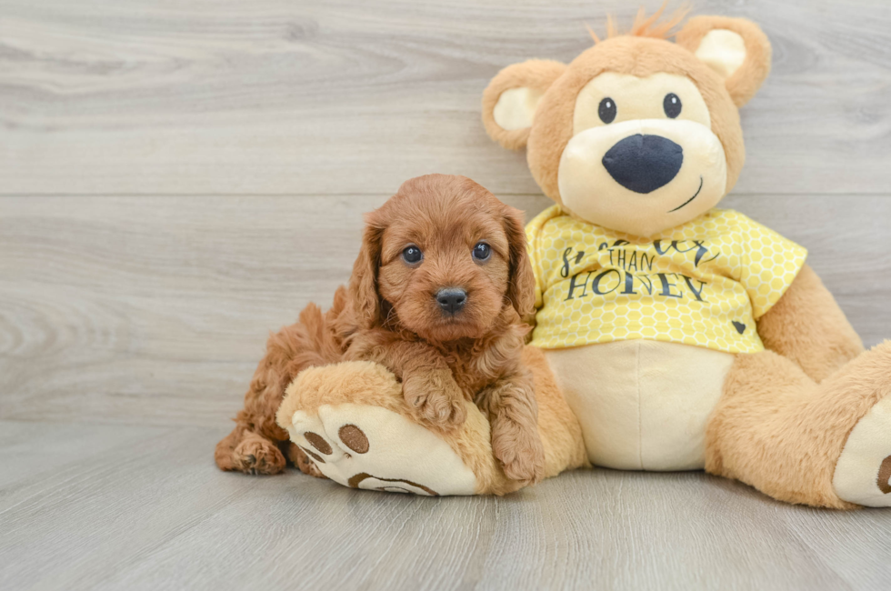 6 week old Cavapoo Puppy For Sale - Puppy Love PR