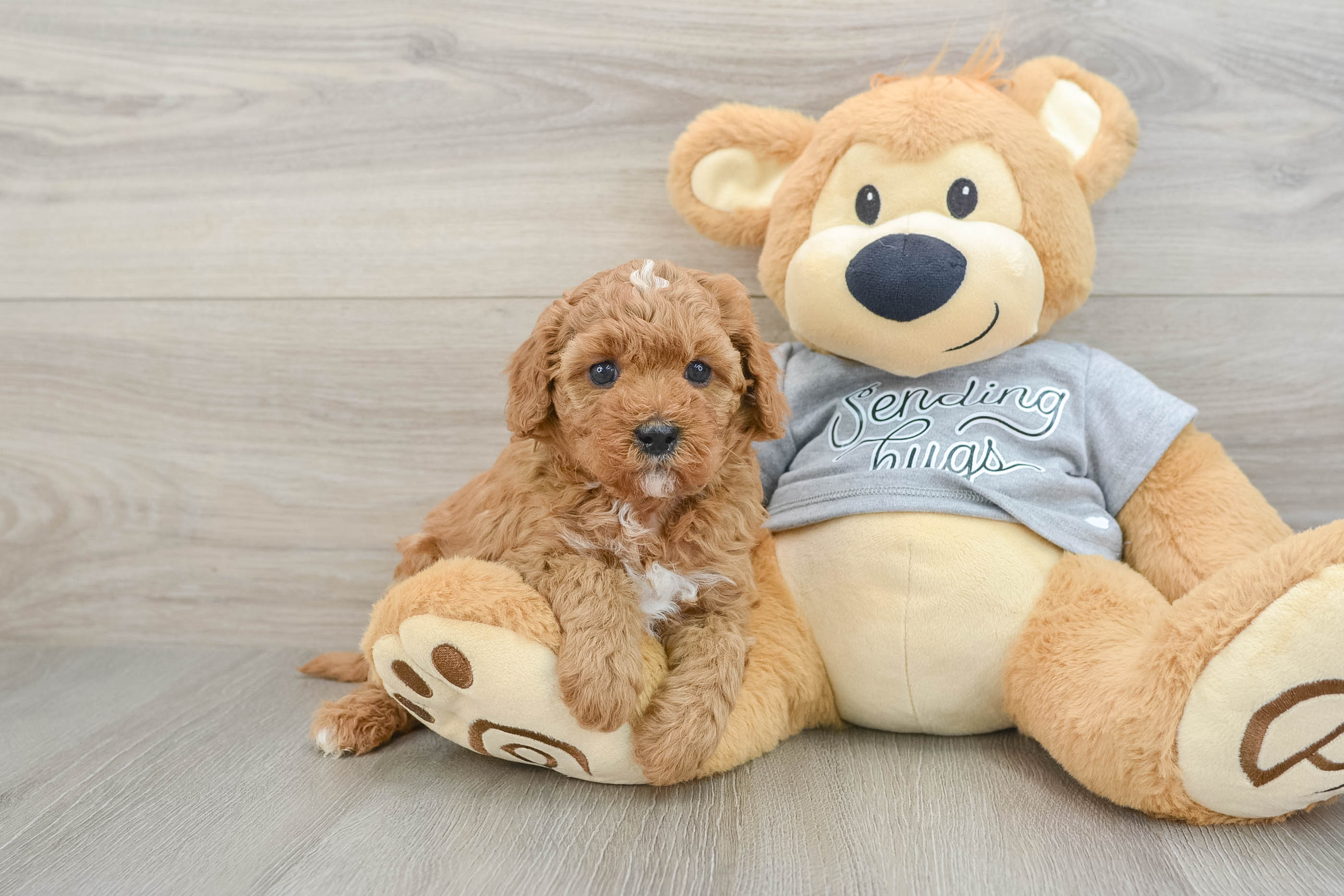 Playful Cavapoodle Poodle Mix Puppy