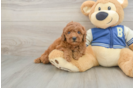 Cavapoo Pup Being Cute