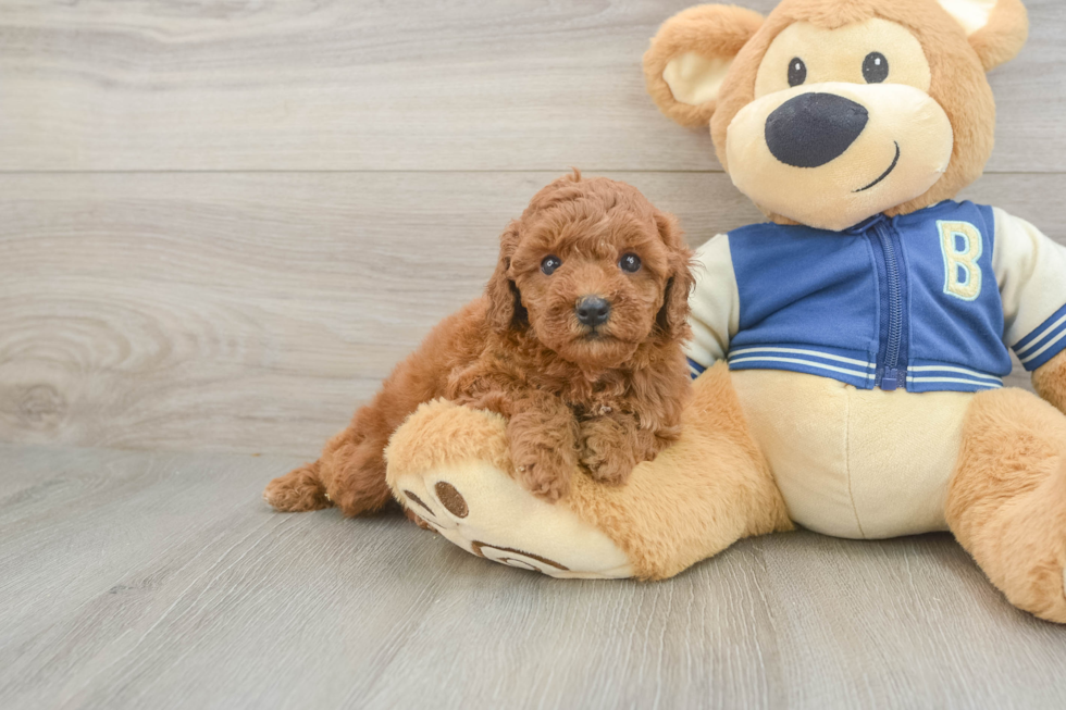 Cavapoo Pup Being Cute