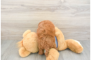 Cavapoo Pup Being Cute