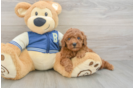 Smart Cavapoo Poodle Mix Pup