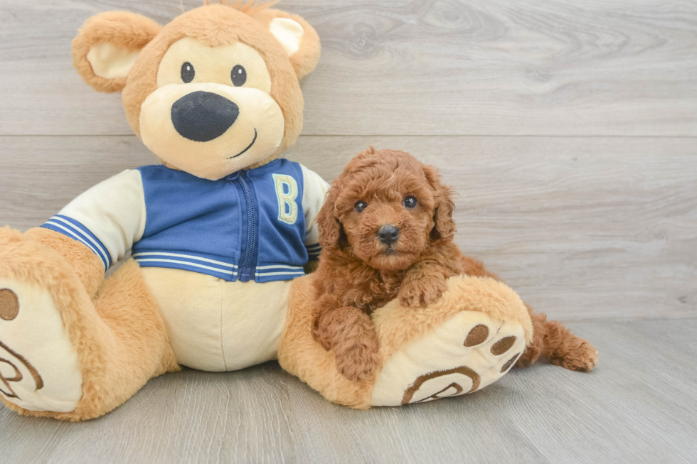 Smart Cavapoo Poodle Mix Pup