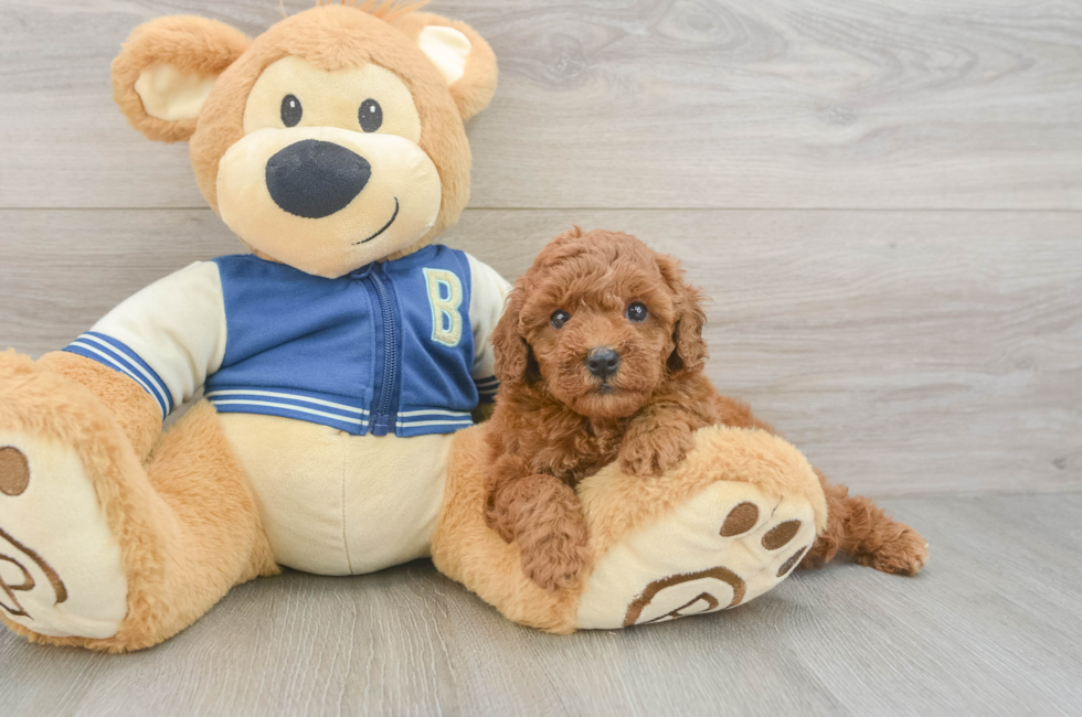 5 week old Cavapoo Puppy For Sale - Puppy Love PR