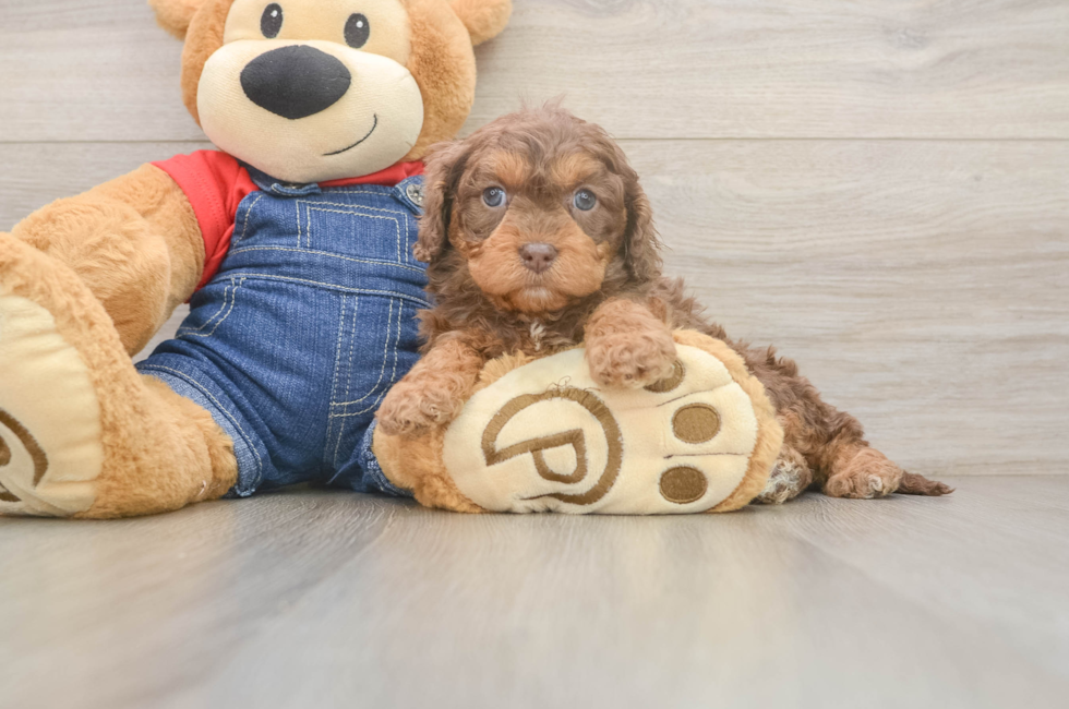 5 week old Cavapoo Puppy For Sale - Puppy Love PR