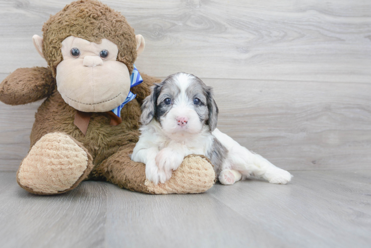 Meet Heather - our Cavapoo Puppy Photo 1/3 - Puppy Love PR Best Cavapoo Baby