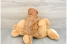 Cavapoo Pup Being Cute
