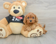 8 week old Cavapoo Puppy For Sale - Puppy Love PR
