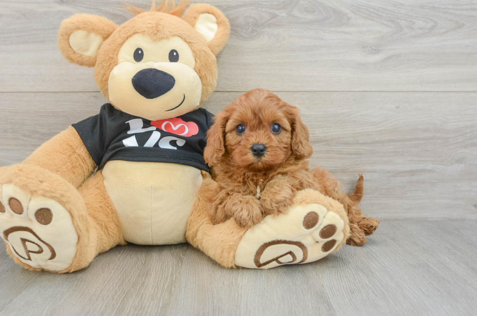 5 week old Cavapoo Puppy For Sale - Puppy Love PR