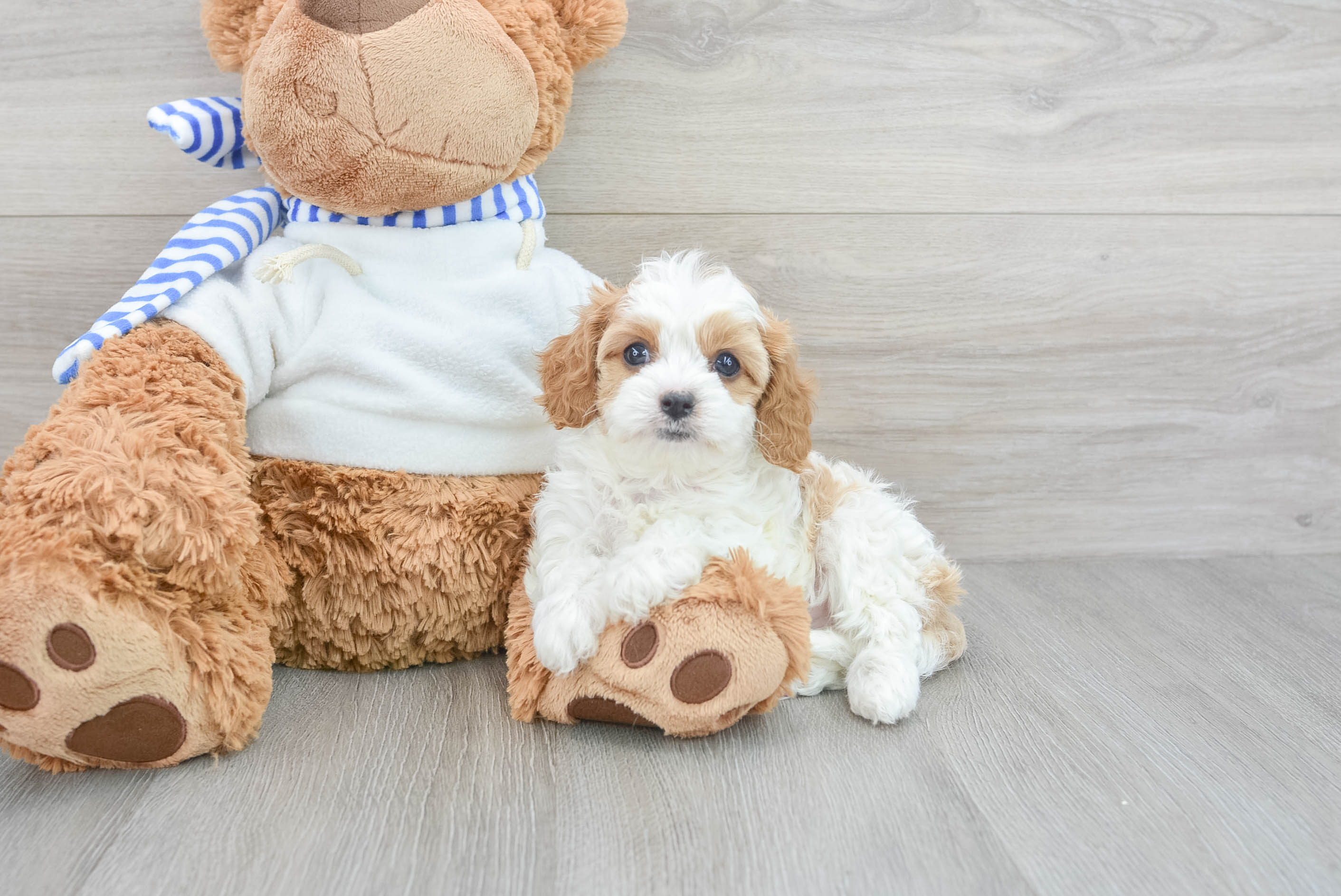 Best Cavapoo Baby