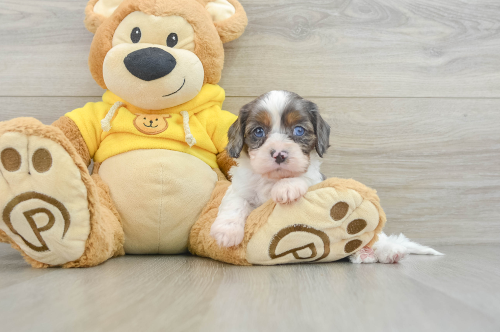 8 week old Cavapoo Puppy For Sale - Puppy Love PR