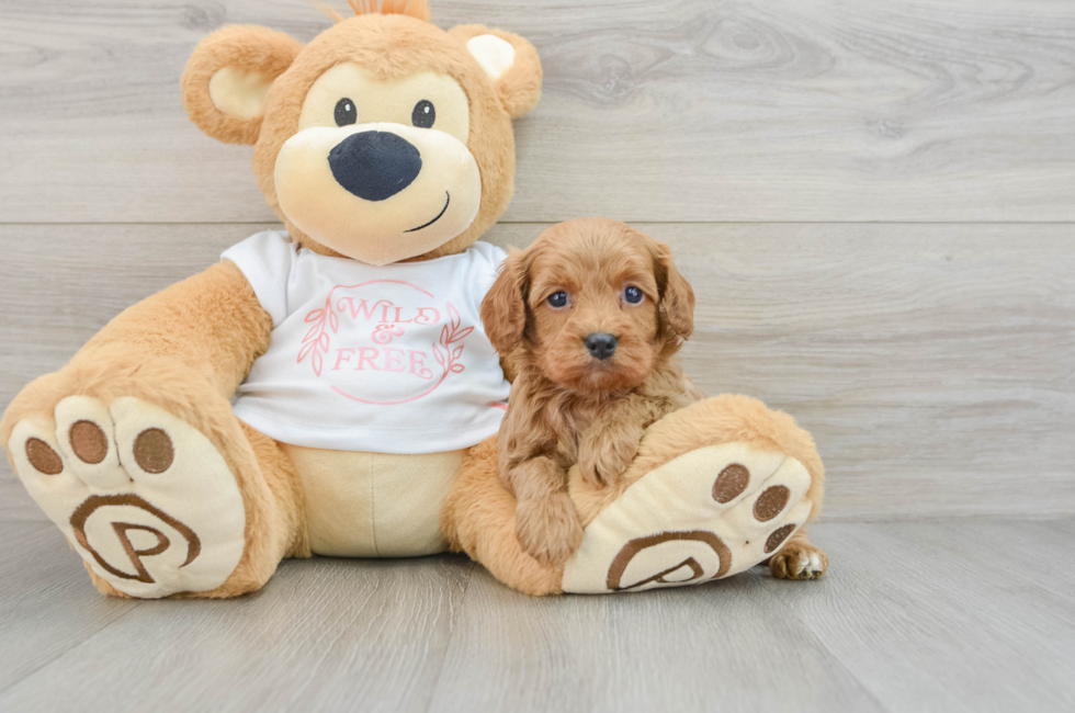 6 week old Cavapoo Puppy For Sale - Puppy Love PR