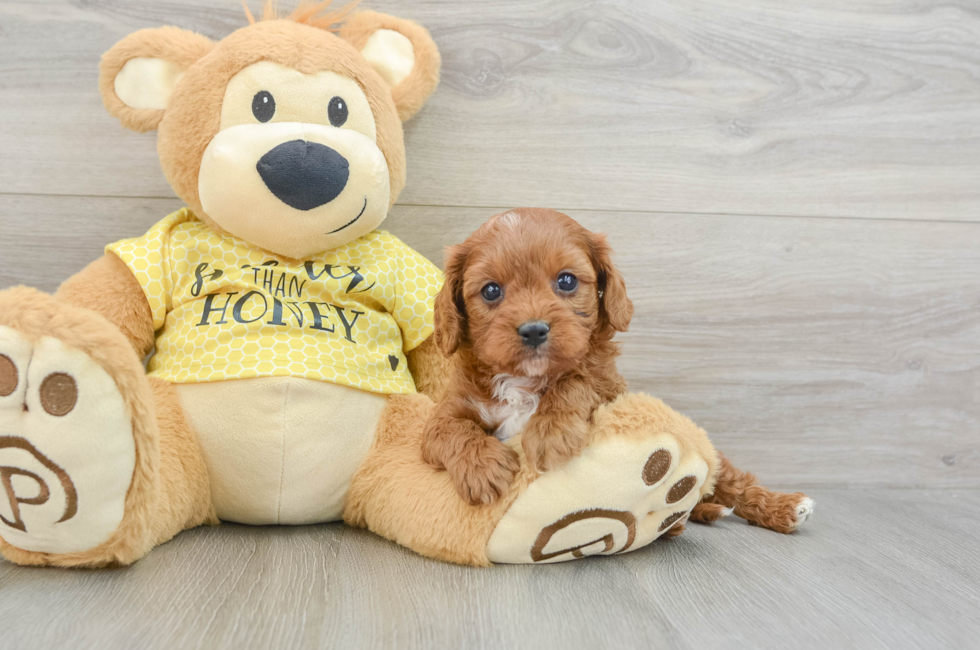 6 week old Cavapoo Puppy For Sale - Puppy Love PR