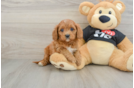 Friendly Cavapoo Baby