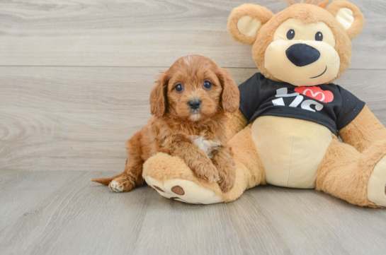Friendly Cavapoo Baby