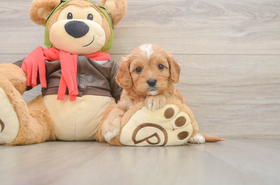 5 week old Cavapoo Puppy For Sale - Puppy Love PR