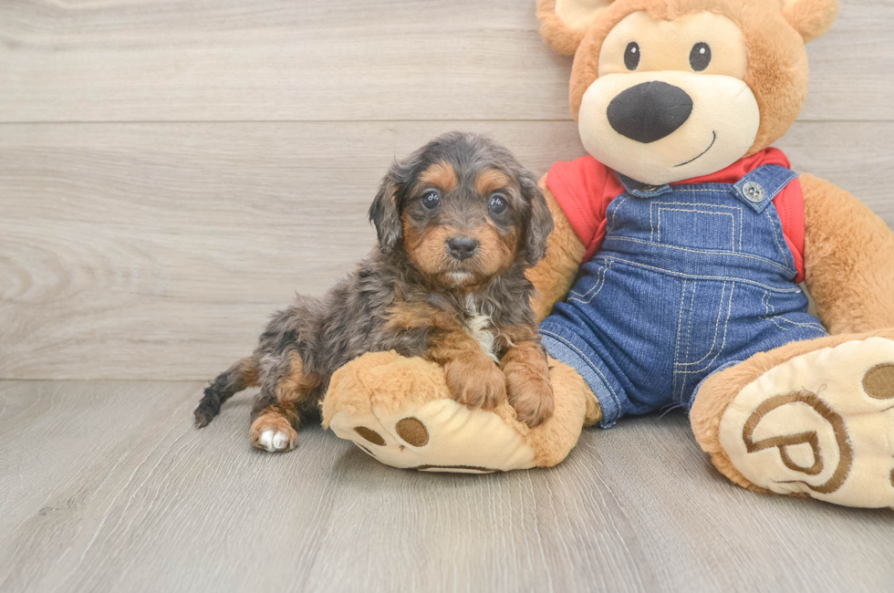 5 week old Cavapoo Puppy For Sale - Puppy Love PR