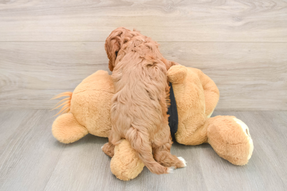 Cavapoo Pup Being Cute