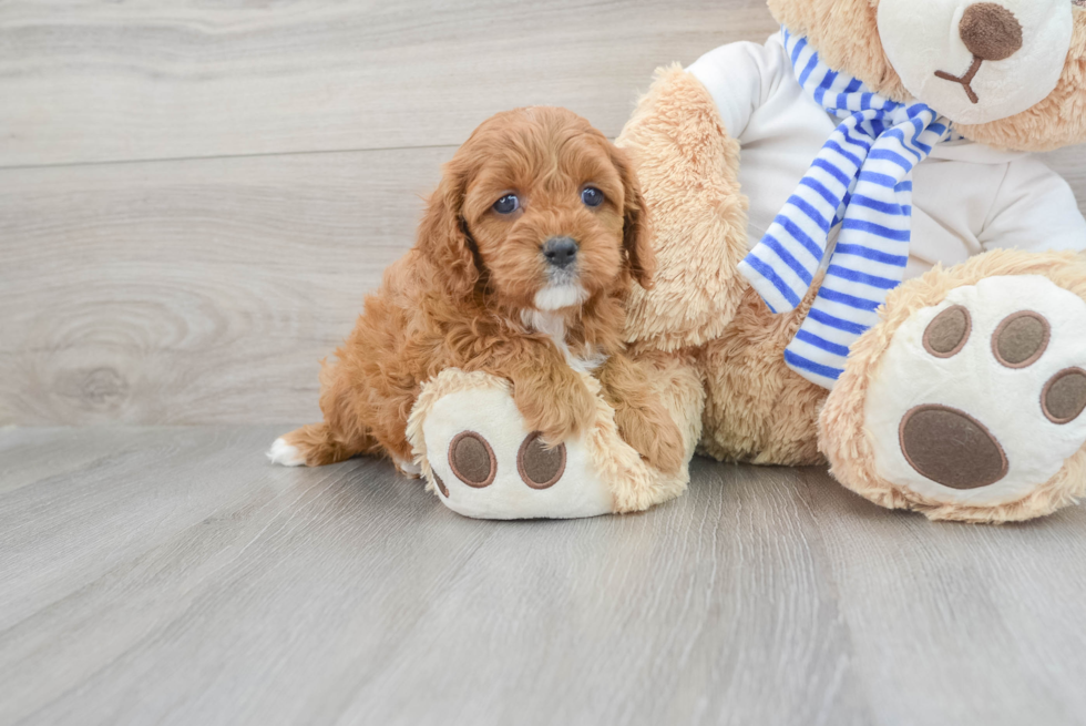 Smart Cavapoo Poodle Mix Pup