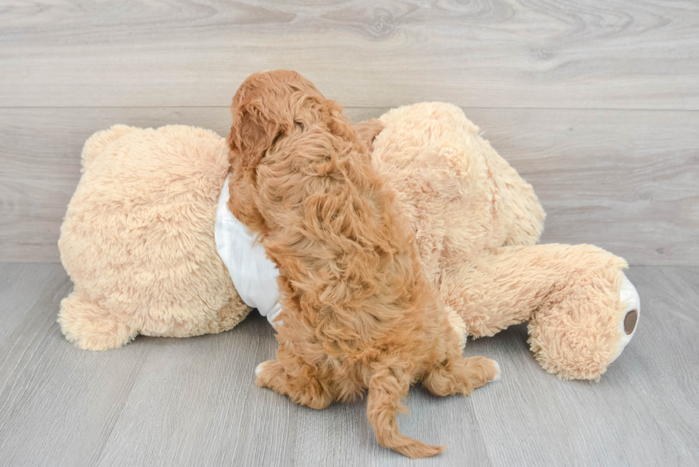 Cavapoo Puppy for Adoption