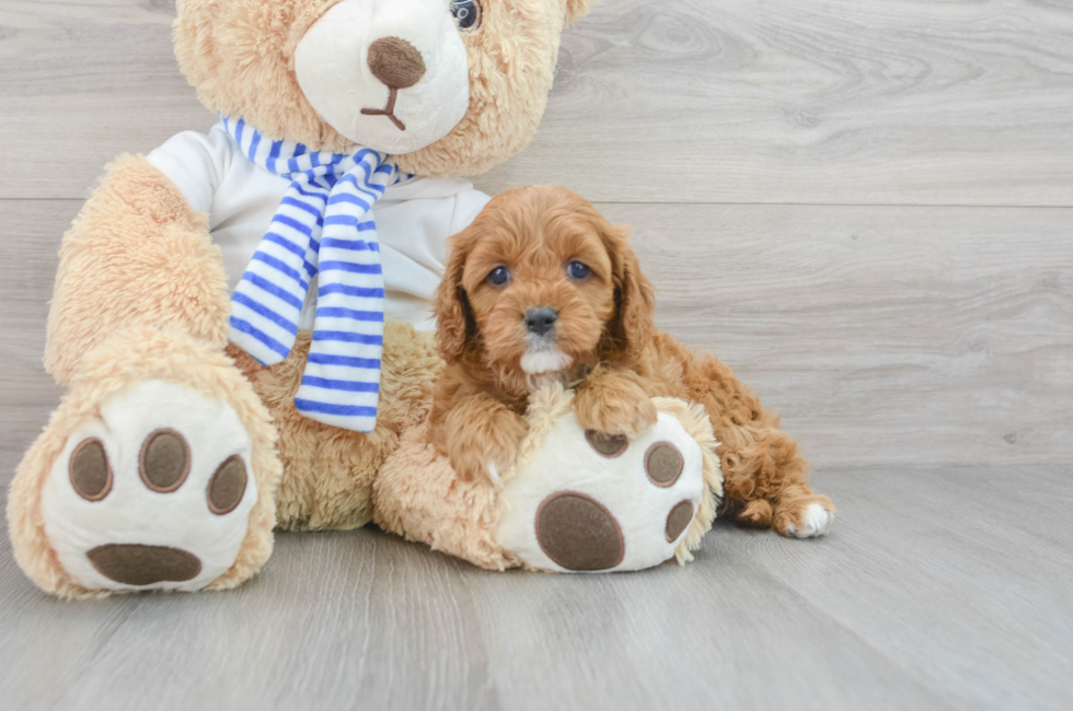 6 week old Cavapoo Puppy For Sale - Puppy Love PR
