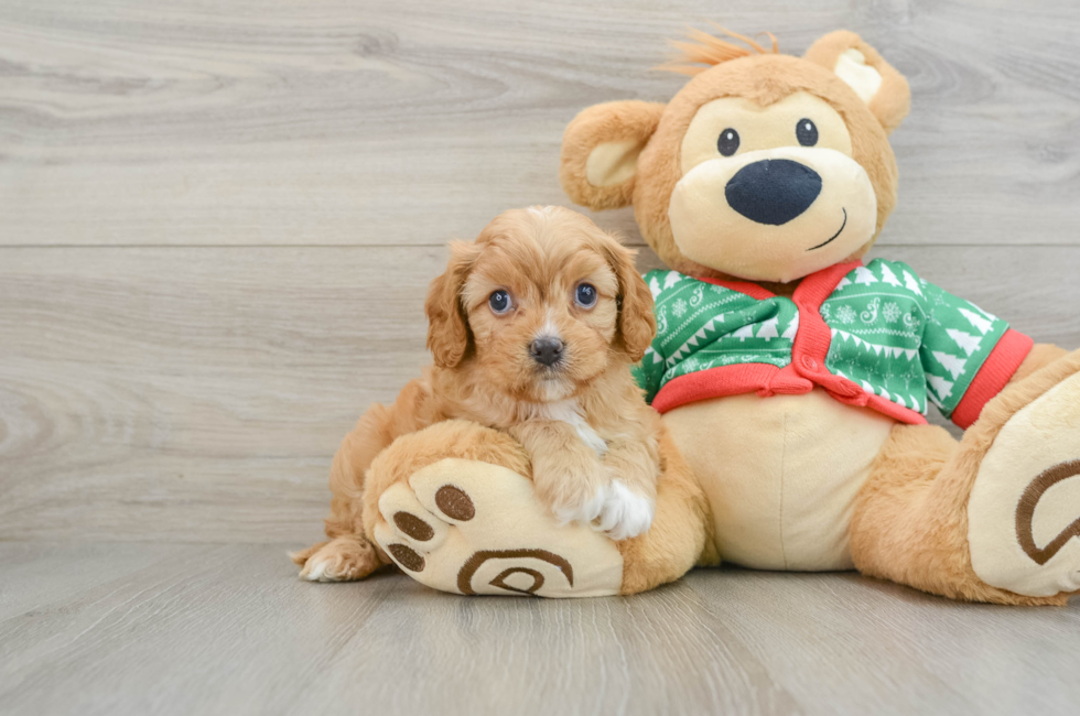 5 week old Cavapoo Puppy For Sale - Puppy Love PR