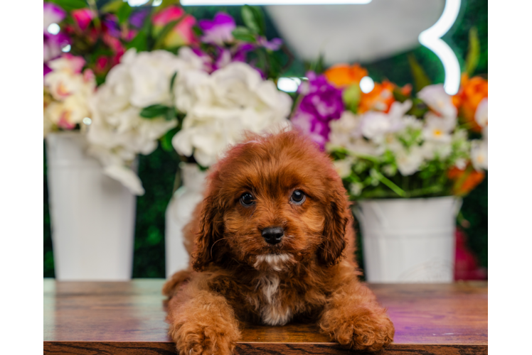Cavapoo Puppy for Adoption