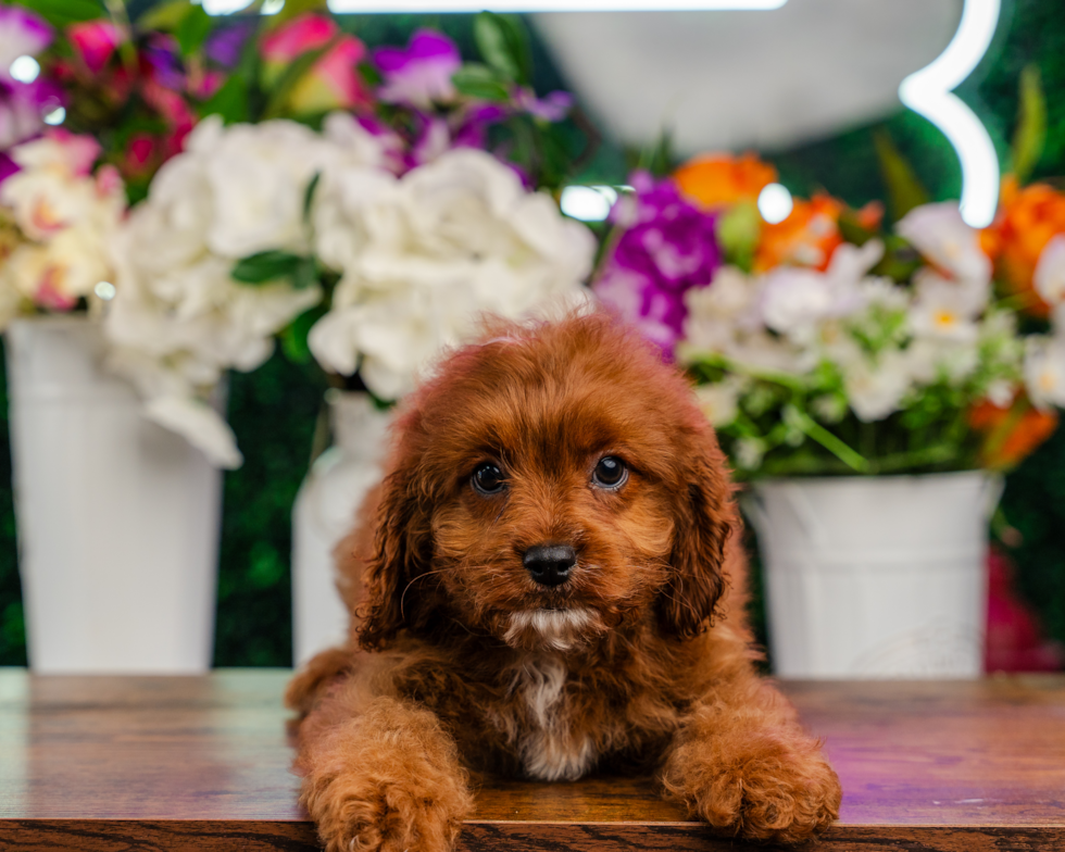Cavapoo Puppy for Adoption