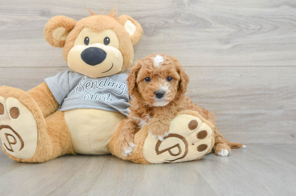 5 week old Cavapoo Puppy For Sale - Puppy Love PR