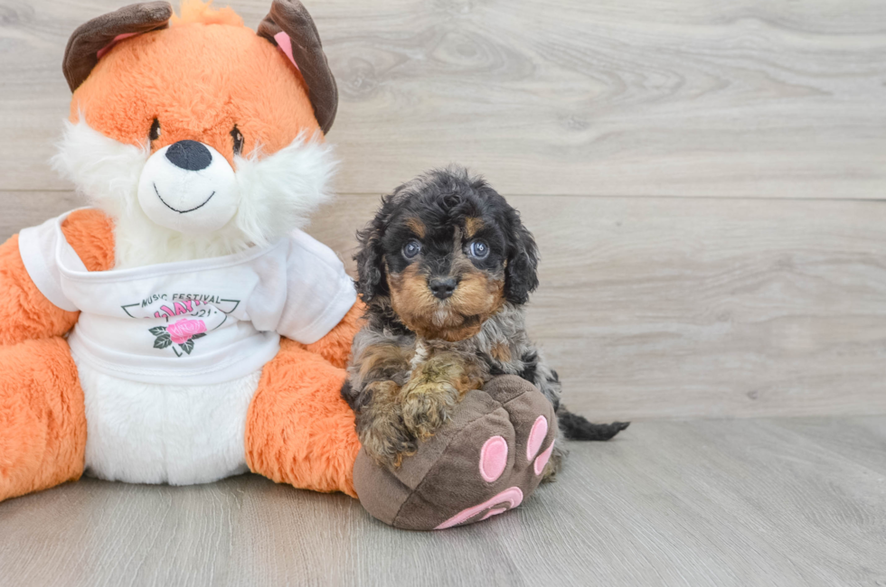 8 week old Cavapoo Puppy For Sale - Puppy Love PR