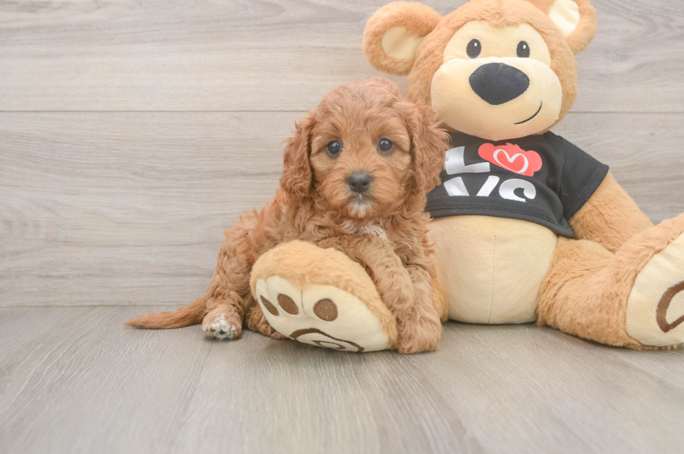 5 week old Cavapoo Puppy For Sale - Puppy Love PR