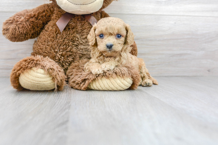 Cavapoo Pup Being Cute