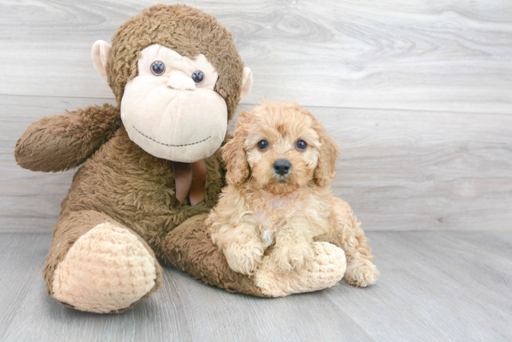 Meet Hildee - our Cavapoo Puppy Photo 1/3 - Puppy Love PR Cavapoo Puppy for Adoption