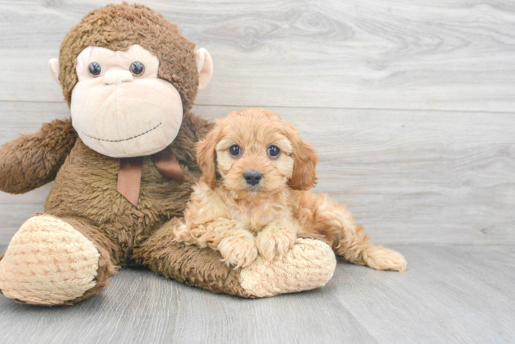 Meet Hildee - our Cavapoo Puppy Photo 1/3 - Puppy Love PR Energetic Cavoodle Poodle Mix Puppy
