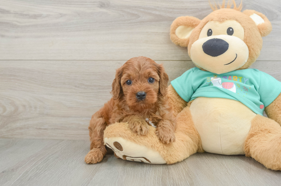 7 week old Cavapoo Puppy For Sale - Puppy Love PR
