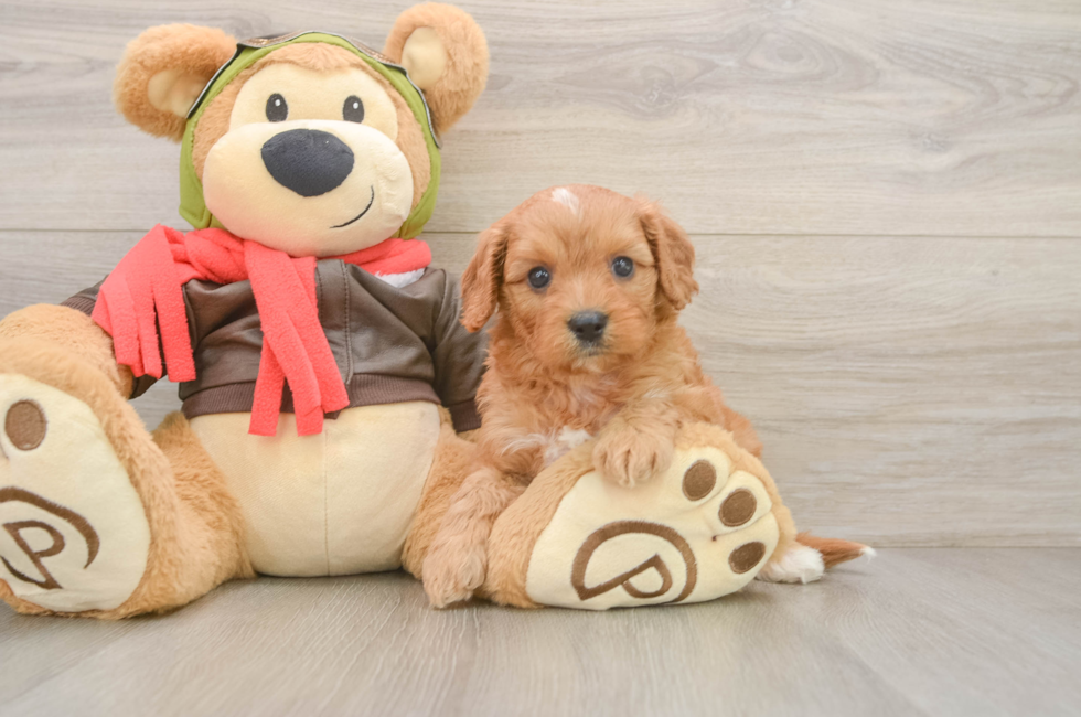 5 week old Cavapoo Puppy For Sale - Puppy Love PR