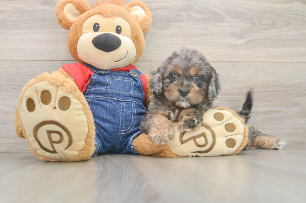 5 week old Cavapoo Puppy For Sale - Puppy Love PR