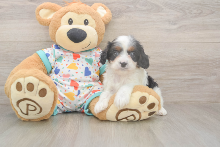 Cavapoo Puppy for Adoption