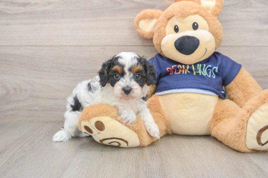 Cavapoo Pup Being Cute