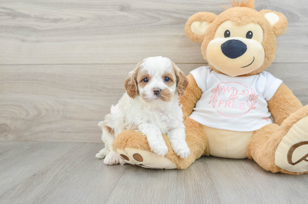 6 week old Cavapoo Puppy For Sale - Puppy Love PR