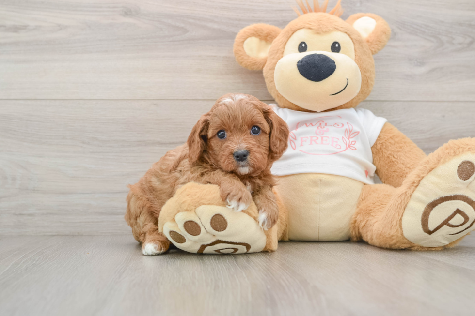 Adorable Cavalier King Charles Spaniel and Poodle Mix Poodle Mix Puppy