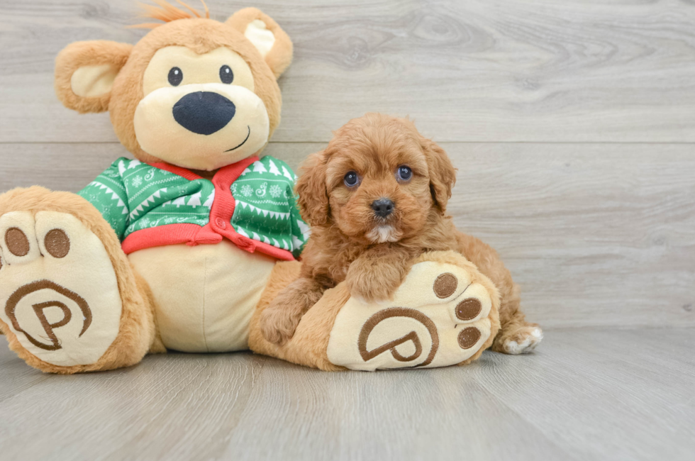 5 week old Cavapoo Puppy For Sale - Puppy Love PR