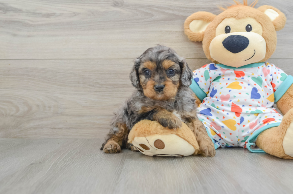 7 week old Cavapoo Puppy For Sale - Puppy Love PR