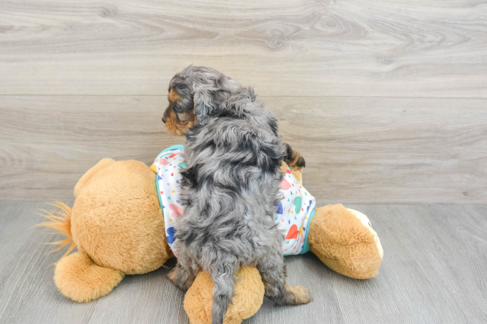 Cavapoo Pup Being Cute