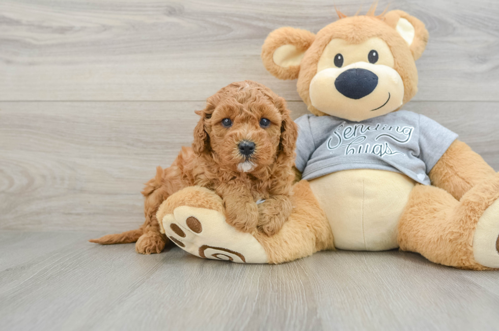 5 week old Cavapoo Puppy For Sale - Puppy Love PR